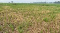Petani Padi Kayu Rabah HST Hadapi Kekeringan Setelah Bertahun-tahun Kebanjiran