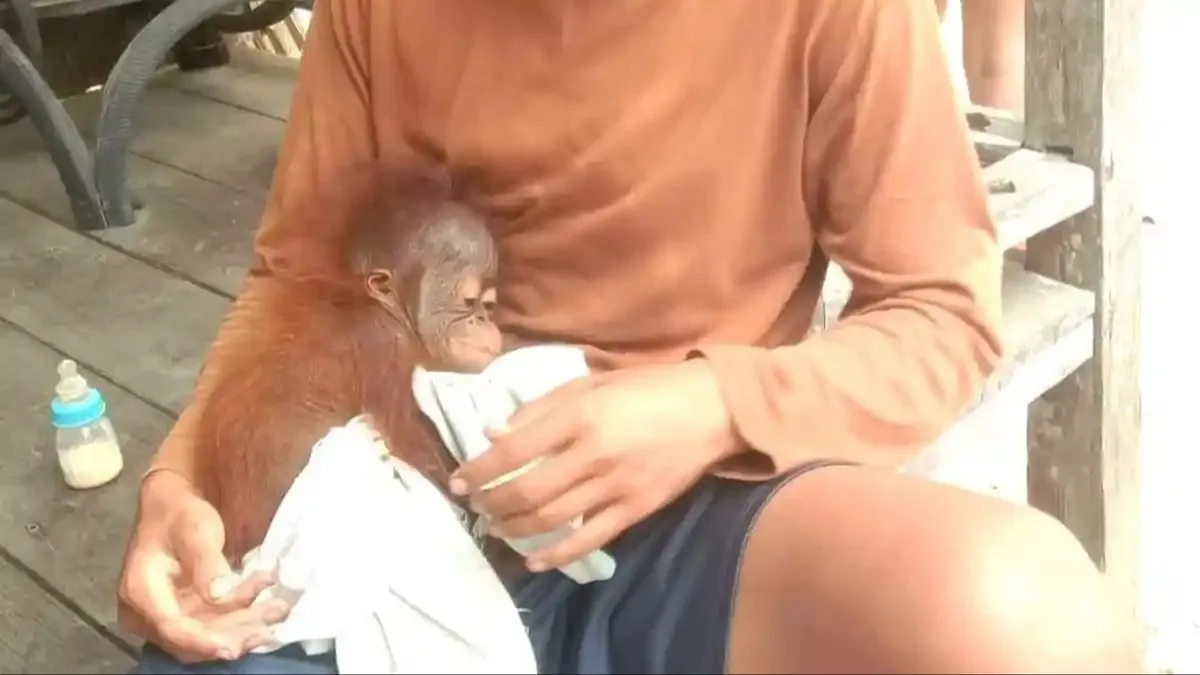 Dinas Lemas Kehausan di Tepi Sungai, Bayi Orangutan Ditemukan Sebatang Kara di Lamandau Kalteng