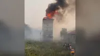 Sarang Burung Walet Terbakar di Karhutla Anjir Pal 9 Kapuas