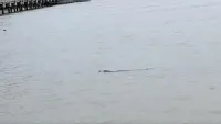 Buaya Santai Lewati Pos TNI AL di Sungai Pancang Nunukan, Kades Peringatkan Warga Luar