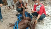 Meniti dan Putranya Bertahan di Pucuk Pohon Kering, Dua Orangutan Jadi Korban Karhutla Kalteng