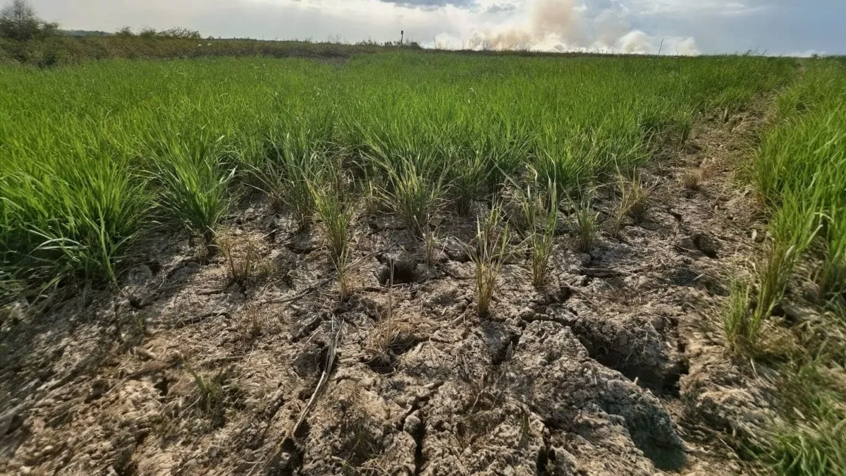 Banjar Siapkan Asuransi untuk 1.500 Hektare Sawah Usai Kekeringan, Petani Tak Bayar Premi Swadaya