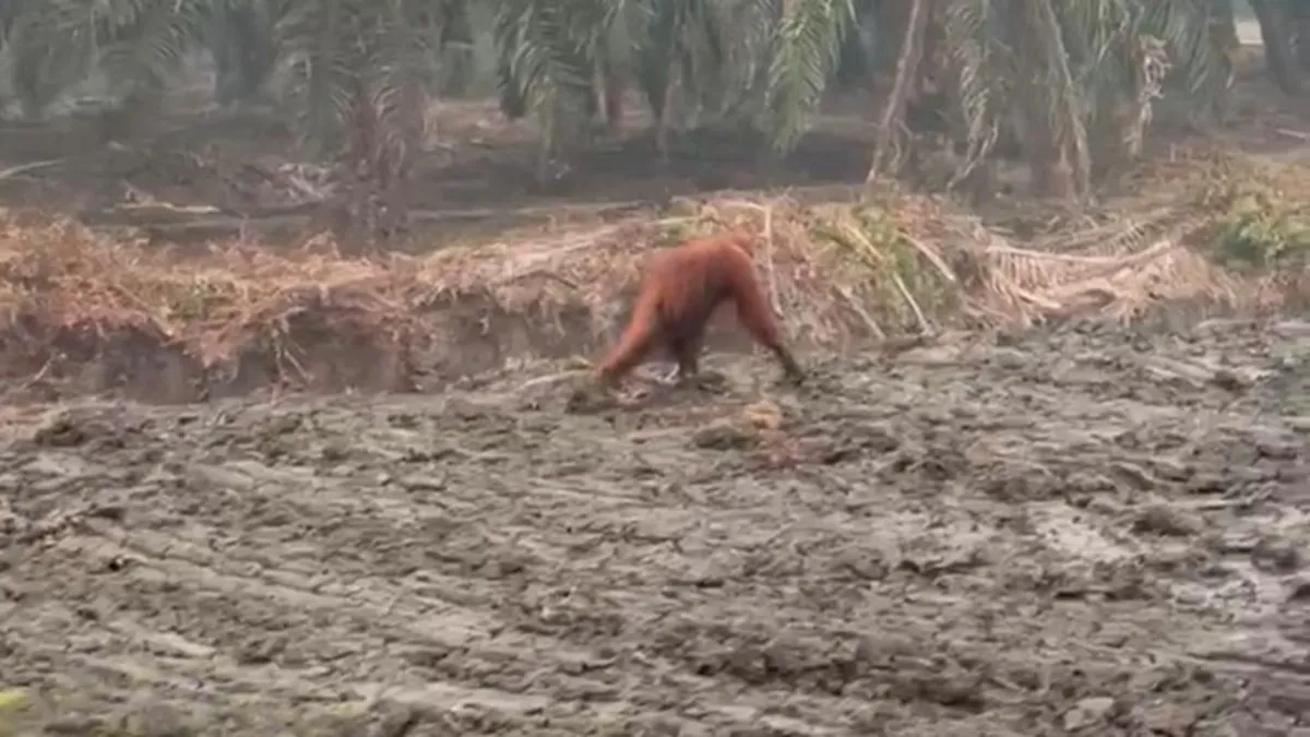 Orang Utan Berjalan Kebingungan di Perkebunan Sawit yang Terbakar di Kobar Kalteng