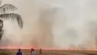 Karhutla Bakar Lahan Persawahan di Jalan Trans Kalimantan Batola