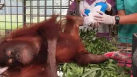 Novita Jalani Perawatan Luka Bakar, 47 Orang Utan di Pusat Rehabilitasi Palangka Raya Batuk