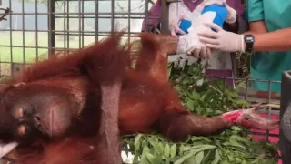 Novita Jalani Perawatan Luka Bakar, 47 Orang Utan di Pusat Rehabilitasi Palangka Raya Batuk
