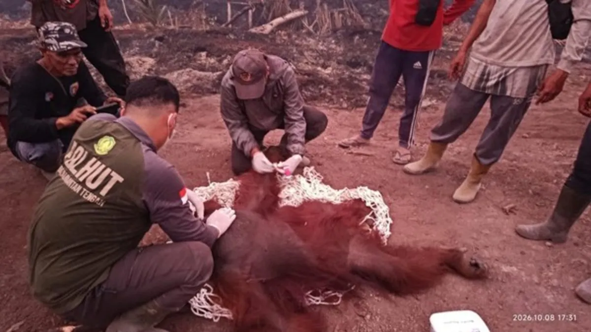 Tangan Kaki Bara Juga Melepuh, Diselamatkan Tim Konservasi Orang Utan di Lokasi Karhutla Kobar Kalteng