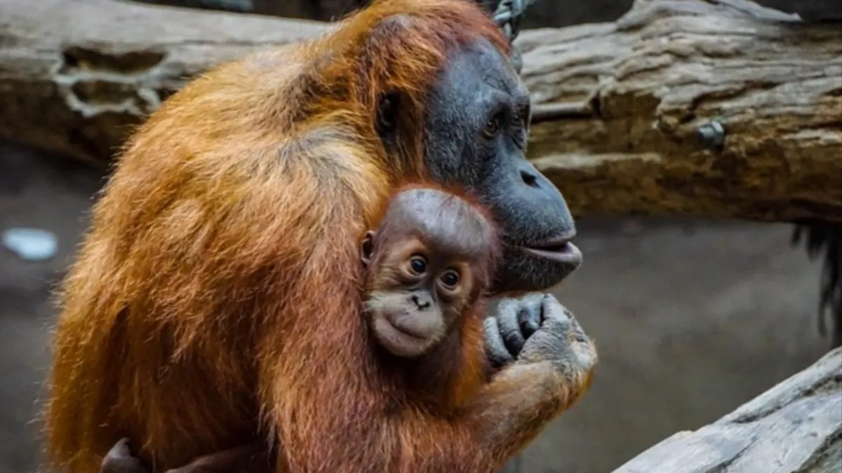Terserang ISPA akibat Karhutla, 47 Orang Utan Palangka Raya Jalani Terapi Uap