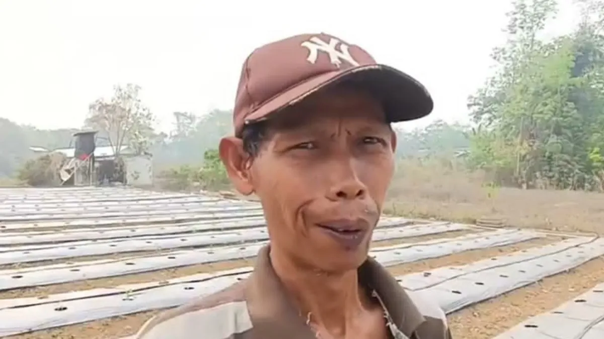Petani Tabalong Gunakan Teknologi Pipa Gravitasi untuk Tanam Cabai Saat Kemarau