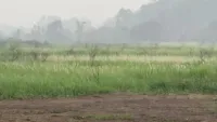 Wisata Padang Ilalang di Tabalong Mulai Sepi, Bunga Rontok dan Asap Karhutla Jadi Penyebab