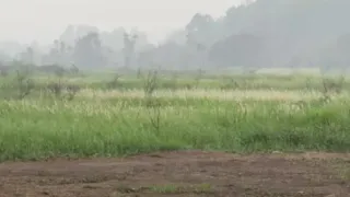 Wisata Padang Ilalang di Tabalong Mulai Sepi, Bunga Rontok dan Asap Karhutla Jadi Penyebab