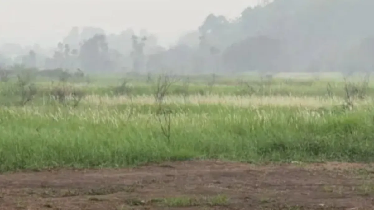 Wisata Padang Ilalang di Tabalong Mulai Sepi, Bunga Rontok dan Asap Karhutla Jadi Penyebab