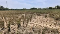 Kemarau 4 Bulan Lumpuhkan Ekonomi Petani, Hujan Buatan Belum Bisa Basahi Lahan