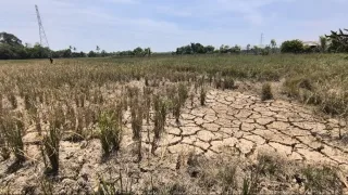 Kemarau 4 Bulan Lumpuhkan Ekonomi Petani, Hujan Buatan Belum Bisa Basahi Lahan