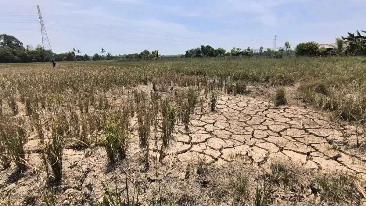 Kemarau 4 Bulan Lumpuhkan Ekonomi Petani, Hujan Buatan Belum Bisa Basahi Lahan