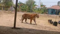 Isu Kemunculan Harimau di Asam Jaya Jorong Tanah Laut Ternyata Hoaks, Polisi Amankan Dua Remaja