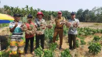 Tekan Inflasi Daerah, Distanhorbun Tanah Laut Dorong Panen Bawang Merah di Lima Lokasi