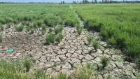 3.646 Hektare Sawah Puso akibat Kekeringan, Petani Tanah Laut Beralih Jadi Penambang Emas