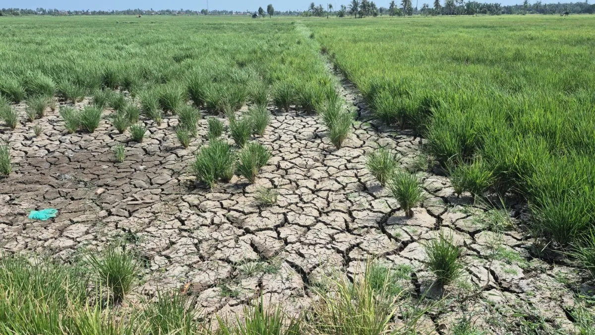 3.646 Hektare Sawah Puso akibat Kekeringan, Petani Tanah Laut Beralih Jadi Penambang Emas