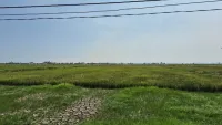 Antisipasi Lahan Terbengkalai, Distanhorbun Tanah Laut Pacu Program Cetak Sawah Rakyat