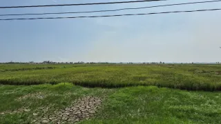 Antisipasi Lahan Terbengkalai, Distanhorbun Tanah Laut Pacu Program Cetak Sawah Rakyat