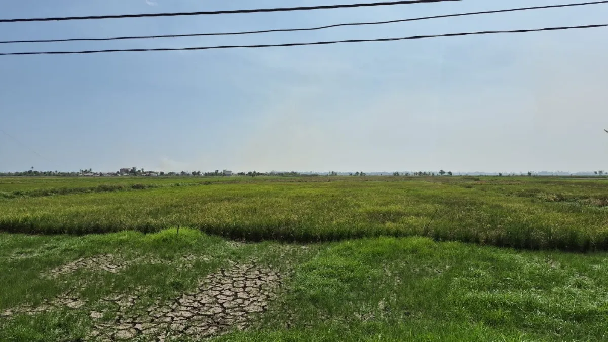 Antisipasi Lahan Terbengkalai, Distanhorbun Tanah Laut Pacu Program Cetak Sawah Rakyat