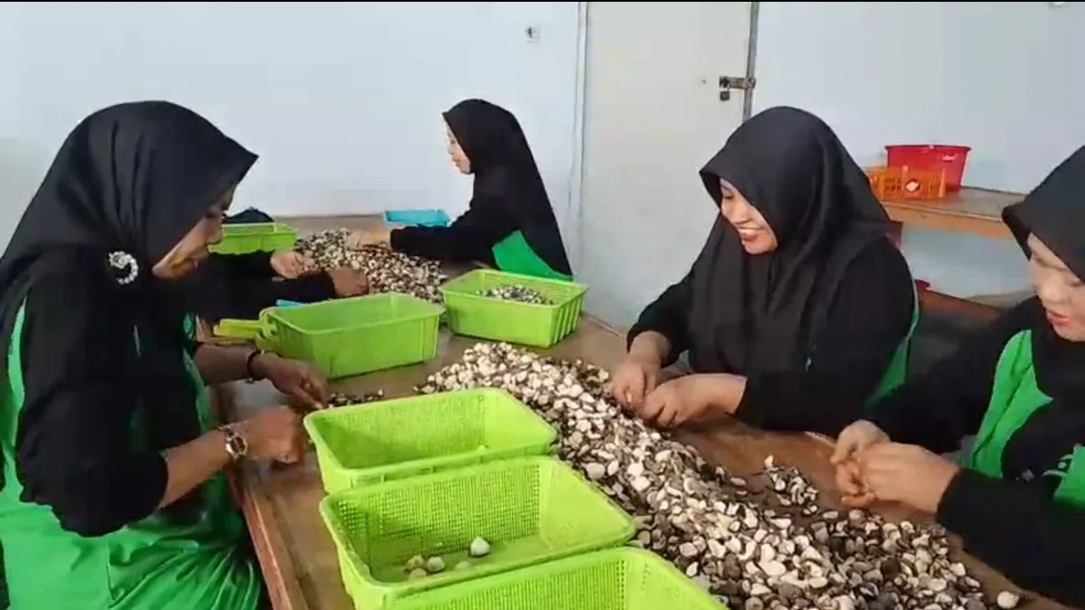 Banjarbaru Punya Pusat Pengolahan Kemiri, Tampung Hasil Panen Petani Hutan