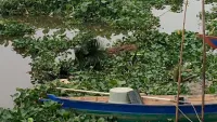 Eceng Gondok Kembali Penuhi Sungai Martapura Banjarmasin