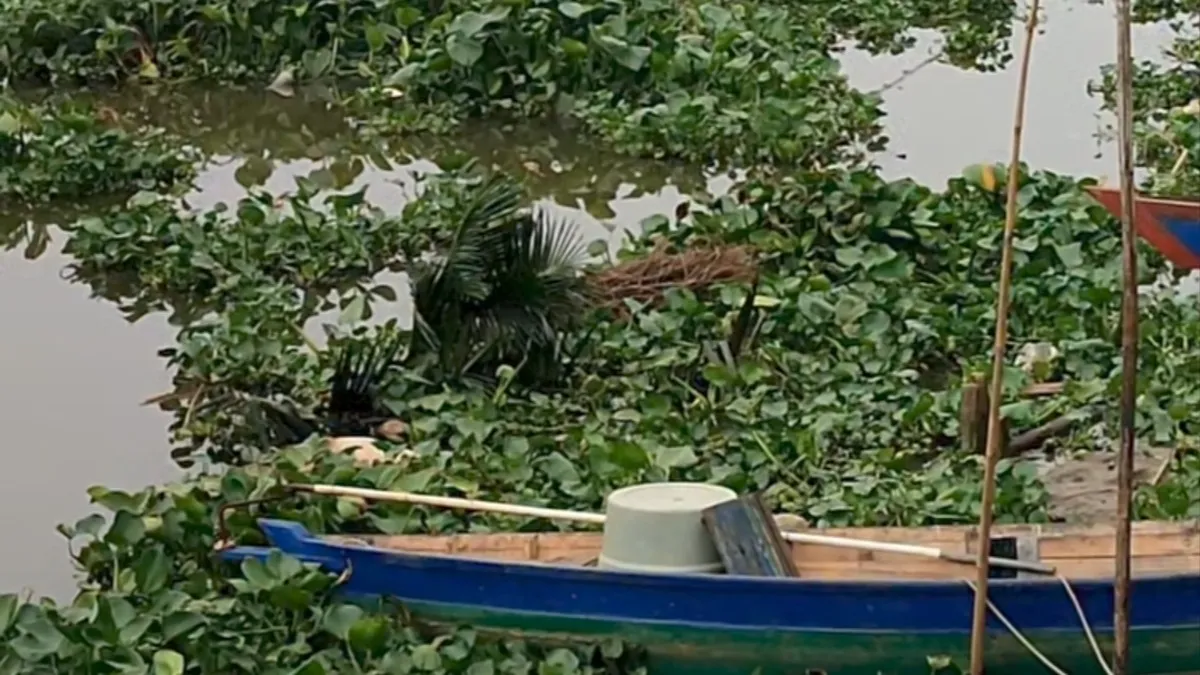 Eceng Gondok Kembali Penuhi Sungai Martapura Banjarmasin