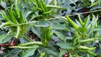 Cabai Rawit Hijau di Pasar Tanjung Tabalong Capai Rp160 Ribu per Kilogram