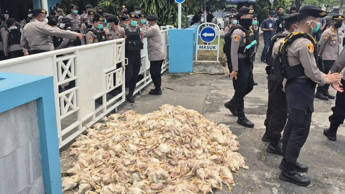 Ribuan Bangkai Ayam Dibuang ke Kantor PLN Palangka Raya, Peternak Geram Pemadaman Sering Terjadi Lagi