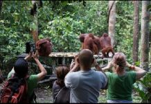 Taman Nasional Tanjung Puting, Kalimantan Tengah Kembali Ditutup Karena Masih Pandemi Covid-19