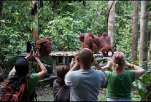 Wisatawan mengabadikan orangutan di Taman Nasional Tanjung Puting, Kalimantan Tengah. (ig @tanjungputing)