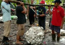 Kurnain Ungkap Keuntungan Petani Karet HSU Jual ke UPPB