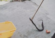 BPBD Banjarmasin Tangkap Puluhan Ular Peneror Rumah Warga