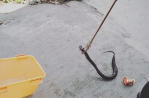 Ular teror warga Banjarmasin (ig BPBD Kota Banjarmasin)