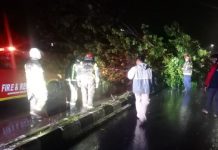 Hujan Deras, Ini Lokasi Pohon-pohon Tumbang di Martapura