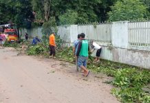 Pasca Hujan Deras Tumbangkan Pohon di Martapura, Hingga Pagi Ini Masih Pembersihan Ranting dan Batang