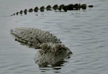 Buaya Muara Mendadak Muncul, Warga Desa Batakan Tala Ketakutan, Iptu Khairin: Datang dari Muara Sanipah