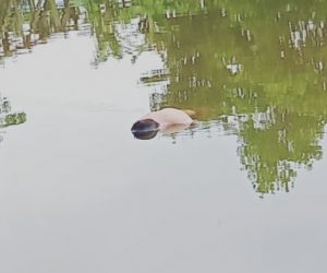 Mayat mengapung di Anjir Km 15, Handil Manting, Batola (ig @habarbanua_terkini)