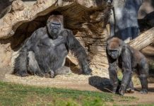 Di Amerika Serikat, Covid-19 Juga Menjangkiti Hewan, 2 Gorila ini Buktinya