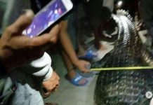 Puluhan Warga Kotabaru Seret Buaya Pemangsa, "Iya Banar yang Ditembak Samalam"