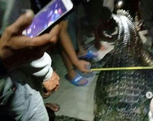 Penangkapkan buaya di Kotabaru. (IG @masyarakat.kotabaru)