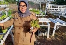 Sayuran Hidroponik Sangat Disukai, Penyedianya Kewalahan Penuhi Kebutuhan Konsumen