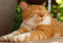 Kafe Kucing di Dubai untuk Lepas Stres dan Adopsi Anabul Liar