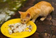Surat Edaran Ketua RW yang Larang Beri Makan Kucing Liar Akhirnya Dibatalkan