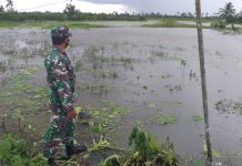 Belasan Hektar Sawah di Desa Pingaranilir Gagal Panen, Babinsa Astamul Lakukan Pendataan