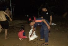 Ular Phyton Panjang Sekitar Lima Meter Hebohkan Warga Karang Jawa Pelaihari