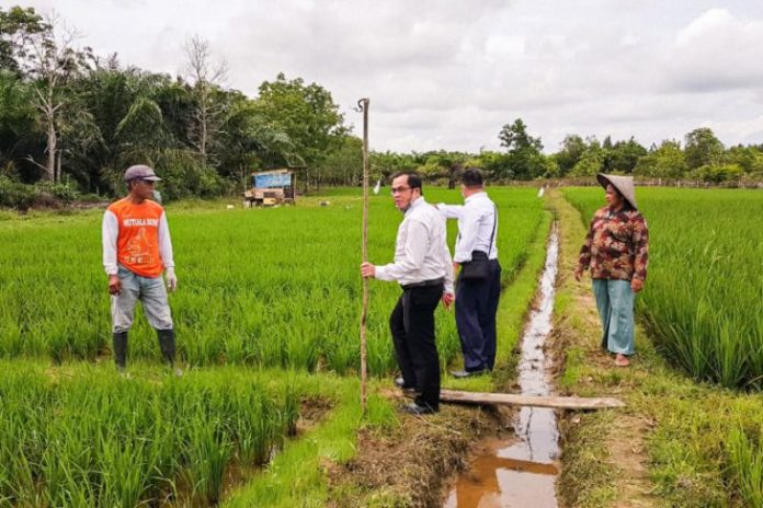 Peninjauan lahan pertanian di Jorong, Kabupaten Tanah Laut, oleh jajaran Bank Kalsel didampingi konsultan pertanian. (humas bank kalsel via antara)