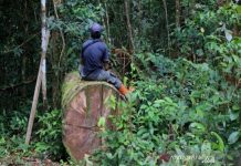 Terungkap Fakta Masih Ada Penebangan Ilegal di Hutan Lindung HST